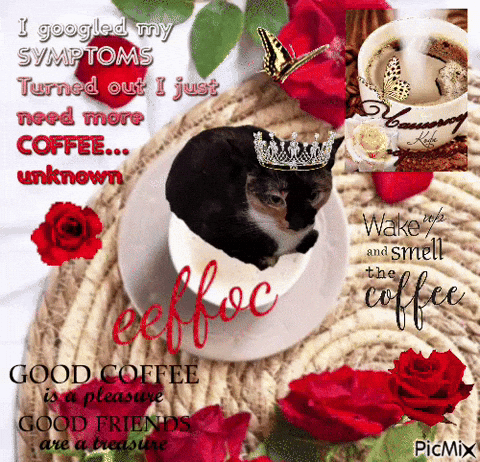 Cat Coffee GIF