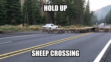 Sheep Take Over Highway