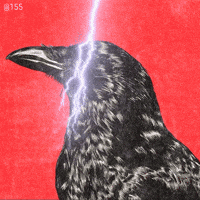 Raven Birdmeme GIF