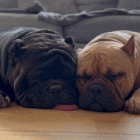 atomicbullies かわいい 犬 らぶ おやすみ GIF