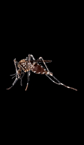 Care_Plus mosquito repellent careplus GIF