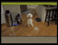 Bad Boy Dog GIF by jOnNy'S wOrLd