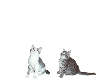 cat STICKER