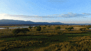 wta yz experts GIF by Yellow Zebra Safaris