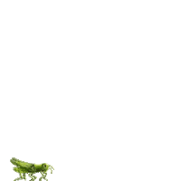 Grasshopper Crickets Sticker