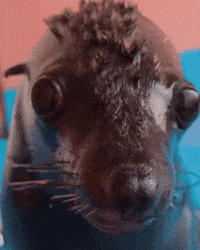 Funny Face Seal GIF by Respective