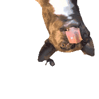 Going Crazy Small Dogs Sticker by Metro Paws