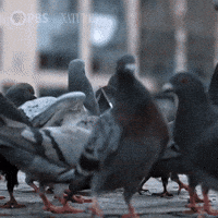 Explore New York City GIF by Nature on PBS