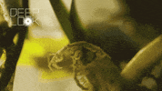 GIF by KQEDScience