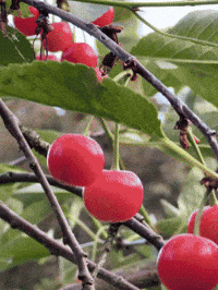 Summer Cherry GIF by EDGARDUDE