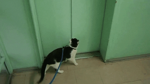 cat walk GIF