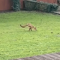 Two-Legged Fox Scurries Through Backyard