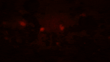 tease honest trailers GIF by ScreenJunkies