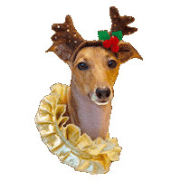 Italian Greyhound Dog Sticker