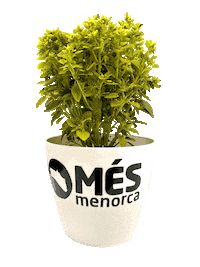 Albahaca Sticker by Més Menorca