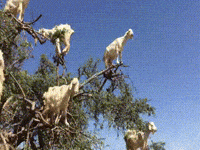 trees goats GIF