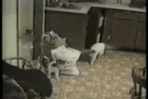 scared cat GIF