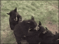 bear GIF