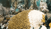 visit-florida  GIF