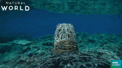 puerto rico turtle GIF by BBC Earth