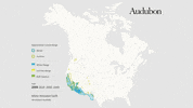 white-throated swift GIF by audubon