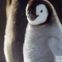 Happy Bbc Earth GIF by BBC America