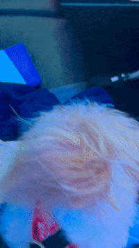 Dog Flying GIF