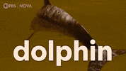 Health Poop GIF by PBS Digital Studios
