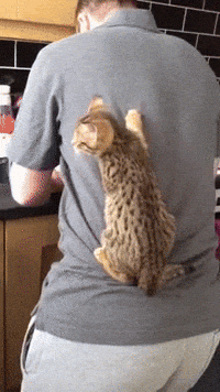 cat mom GIF