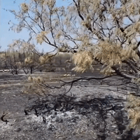Mesquite Heat Fire Burns Structures