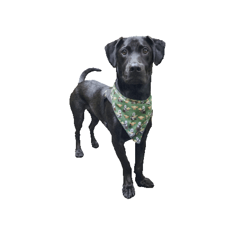 Black Dog Bounty Sticker by Geekster Pets