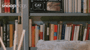 Channel 4 Cat GIF by Stellify Media