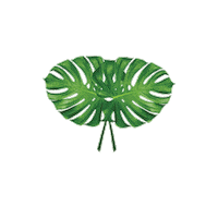 palm leaf reveal Sticker by Floss Gloss