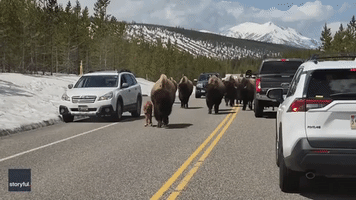 Bison Bring Traffic to a Halt in Yellowstone