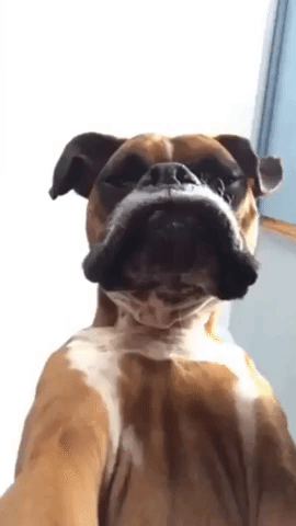 A Wee Bit Judgmental?: Boxer Stares 'Disapprovingly' Into Camera
