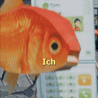 Goldfisch GIF