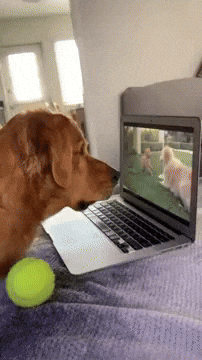 cuteanimalland giphyupload GIF