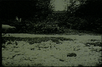 vintage sheep GIF by Canadian Museum of History