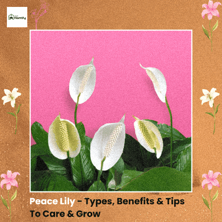 yourhomify giphygifmaker peace lily GIF