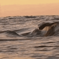 Oddly Satisfying GIF by giphydiscovery