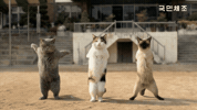 국민체조 GIF
