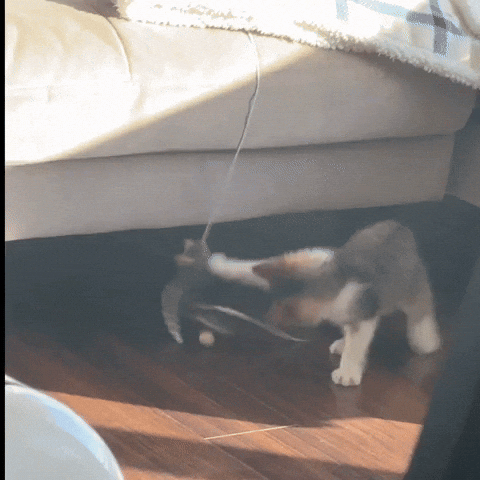cocochamale cat kitty kitten coco GIF