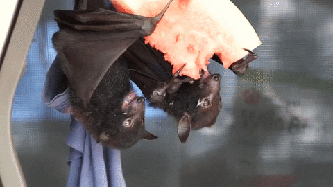 watermelon bats GIF