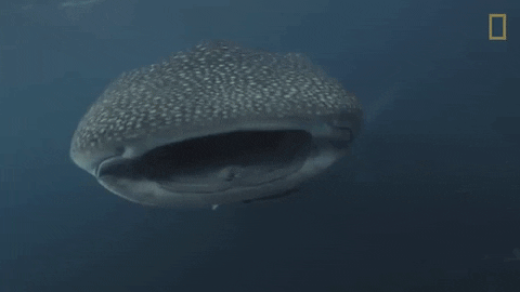 national geographic shark GIF by Nat Geo Wild