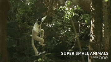 bbc cute animal jump bbc GIF