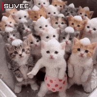 Dance Cat GIF
