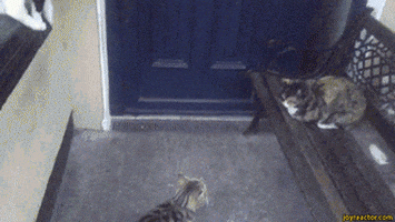 cats doors GIF