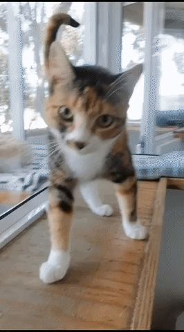 SPCA giphyupload GIF