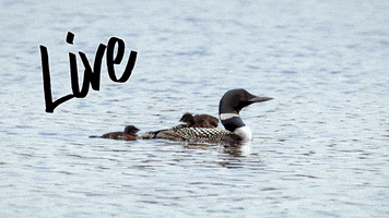 Common Loon GIF by U.S. Fish and Wildlife Service