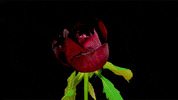 timelapse flowers GIF